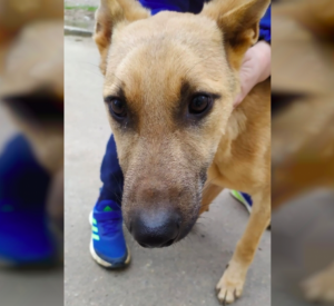 Неустановленный живодер жестоко избил собаку и запер ее в подвале дома (фото, видео)